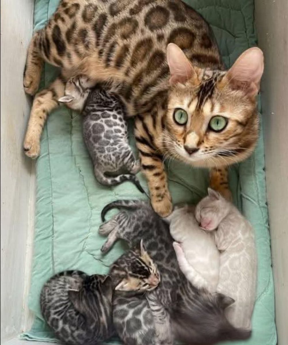 Non l’avevo mai vista prima.
Un’ombra discreta tra i vicoli del quartiere. Sempre in movimento, sempre attenta. Una bellezza selvaggia — snella, silenziosa, con una pelliccia dorata macchiata come se fosse stata dipinta dalla giungla stessa.
Non si era mai avvicinata.
Osservava,