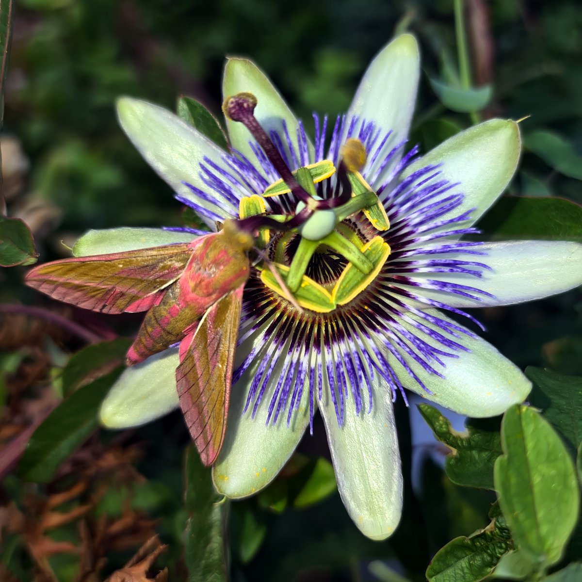 PetesPassis's tweet photo. Elephant Hawk Moth on Passiflora caerulea
#petespassis #passiflora #uk #berkshire #passifloraceae #insect #moth #elephanthawk https://t.co/lrlZvbpik4