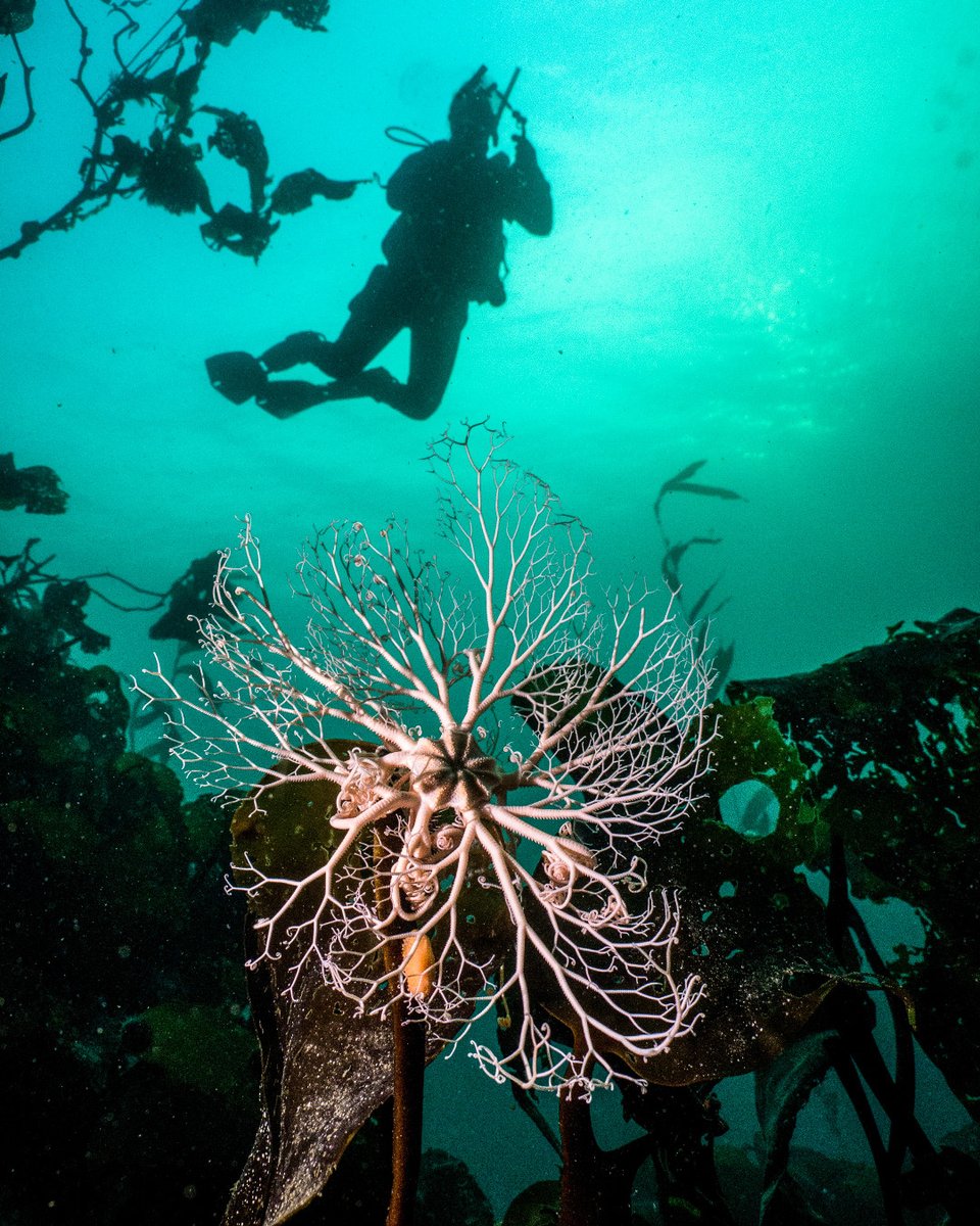 This #4thOfJuly, meet the #ChileanBasketStar—a deep-sea wonder that waves its arms like fireworks beneath the waves. 🎇🌊

From Chile’s fjords, it climbs sponges to feed, quietly thriving in the dark. A reminder that even the ocean’s hidden life deserves protection!