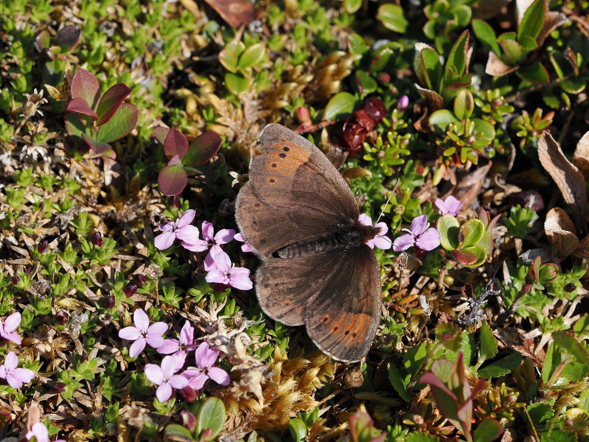 A Dewy Ringlet from my recent trip to Arctic Norway. They were very active when there was any sunshine.