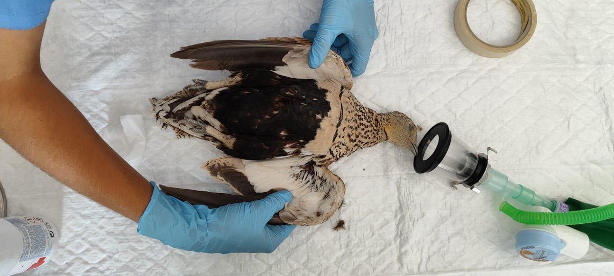 Hoy ha llegado al #CRAS de Valladolid un ejemplar de ganga ortega con fractura de cúbito y radio. 
Especie esteparia amenazada catalogada Vulnerable. 
Granívora, ligada a zonas áridas, páramos, cultivos extensivos de secano y barbechos, lo que explica parcialmente su situación