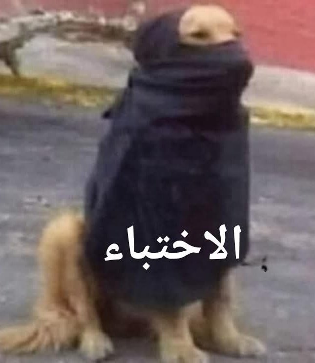 yasmine_elgmal's tweet photo. https://t.co/KXH5aA6psz