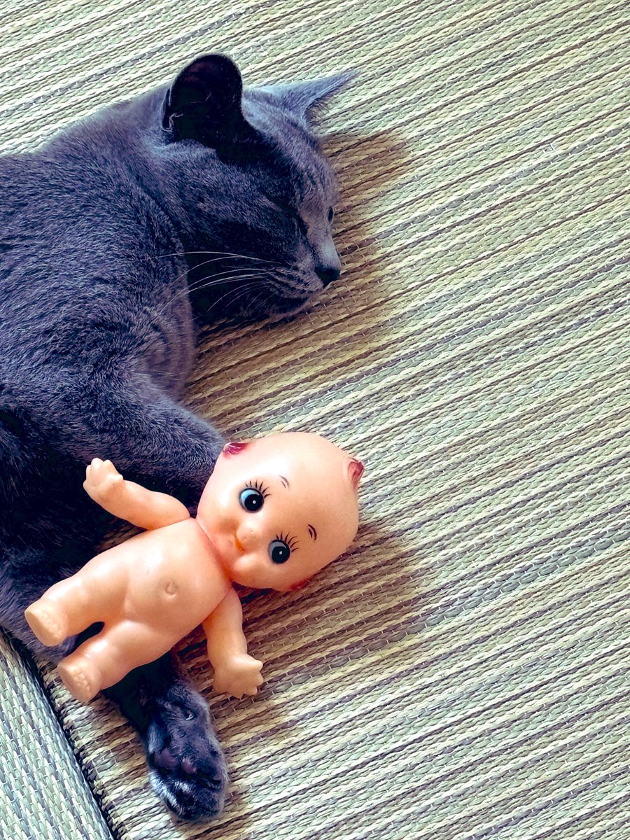 yagyuchubei's tweet image. 猫と畳とキューピー