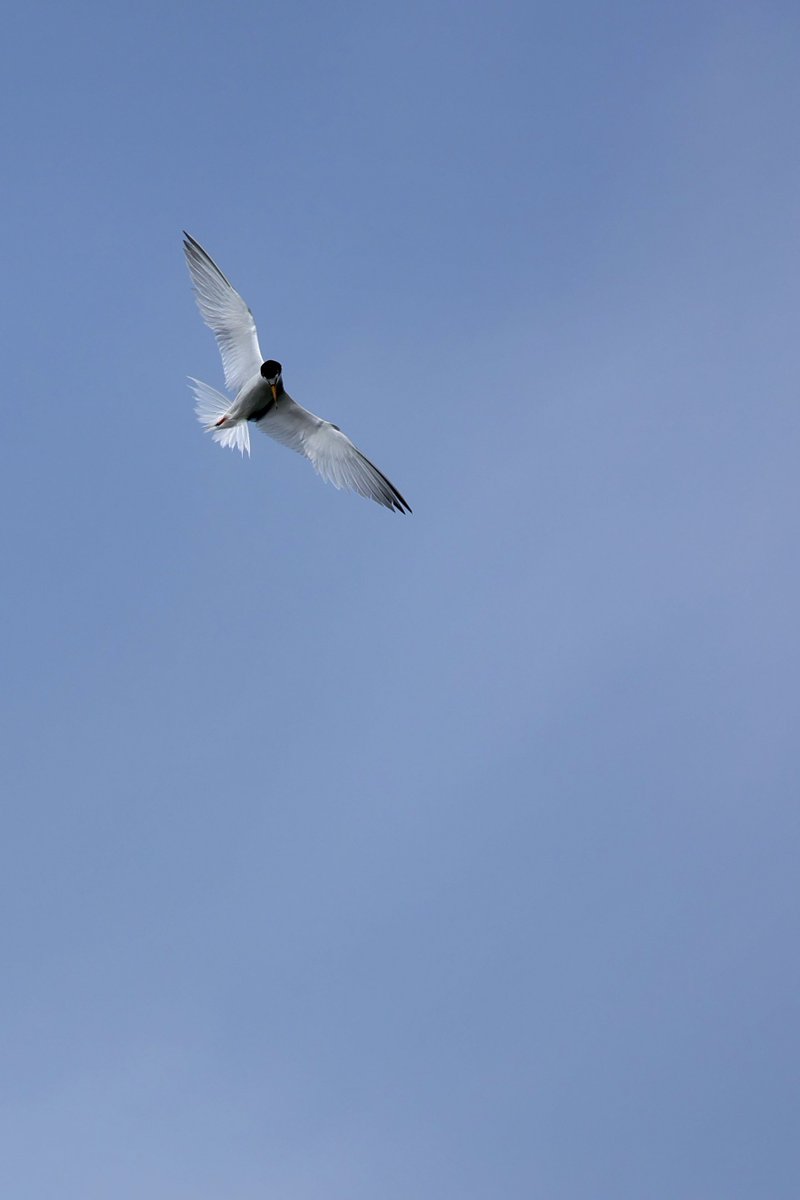 羽がよく分かる画像