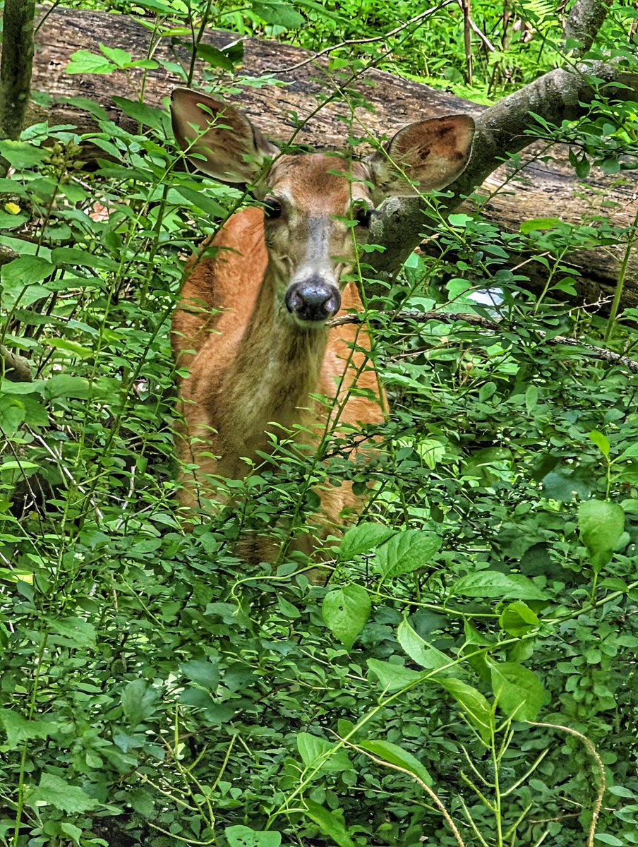 CompuCowBoy's tweet photo. A curious forest creature finds me interesting as I stop to observe her.  Have a good Independence Day every day! #wildlifephotography #IndependenceDay https://t.co/1ROvcUno36