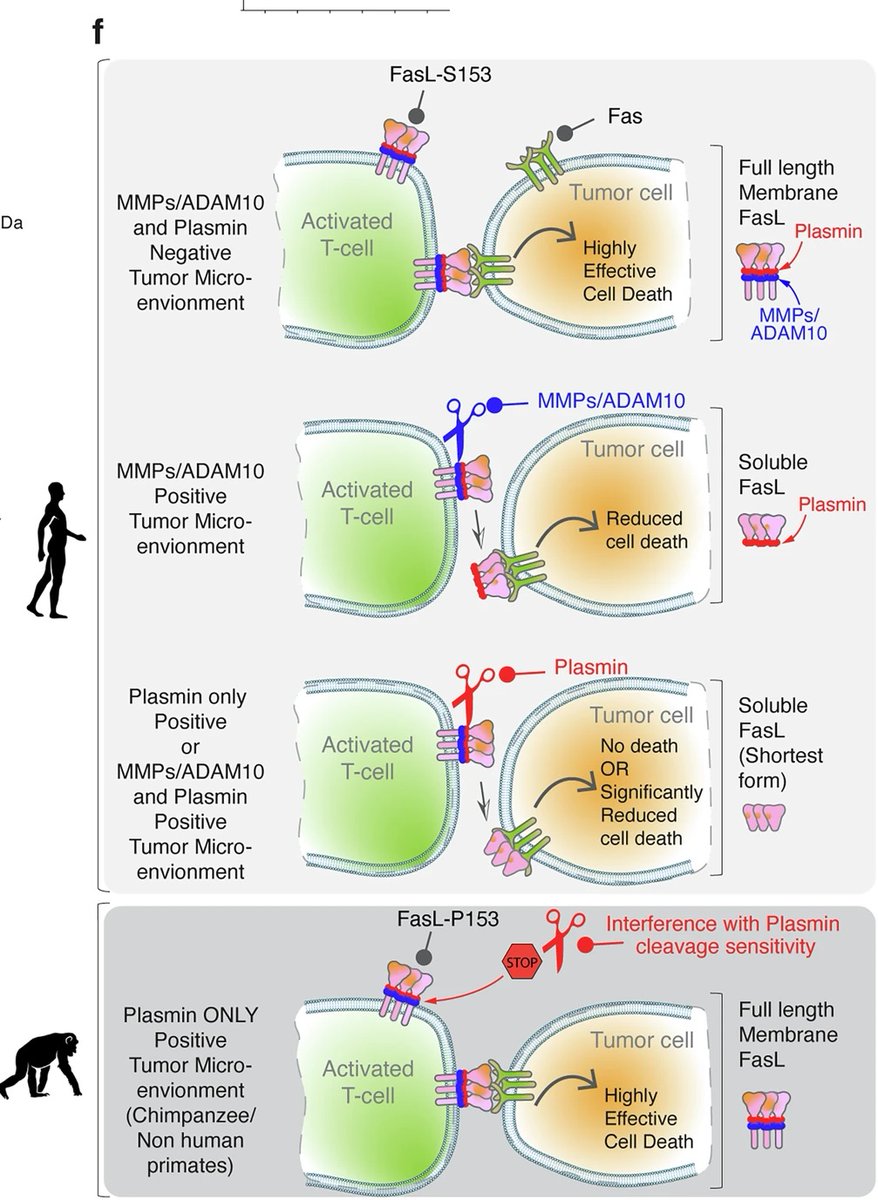 ilyas sahin, MD (@ilyassahinmd) on Twitter photo Humans are more cancer-prone than primates despite over 98% genomic similarity. A FasL mutation unique to humans allows plasmin in solid tumors to weaken immune attack <a href="/NatureComms/">Nature Communications</a> * .
Could blocking it boost immunotherapy? Humans are more cancer-prone than primates despite over 98% genomic similarity. A FasL mutation unique to humans allows plasmin in solid tumors to weaken immune attack <a href="/NatureComms/">Nature Communications</a> * .
Could blocking it boost immunotherapy?