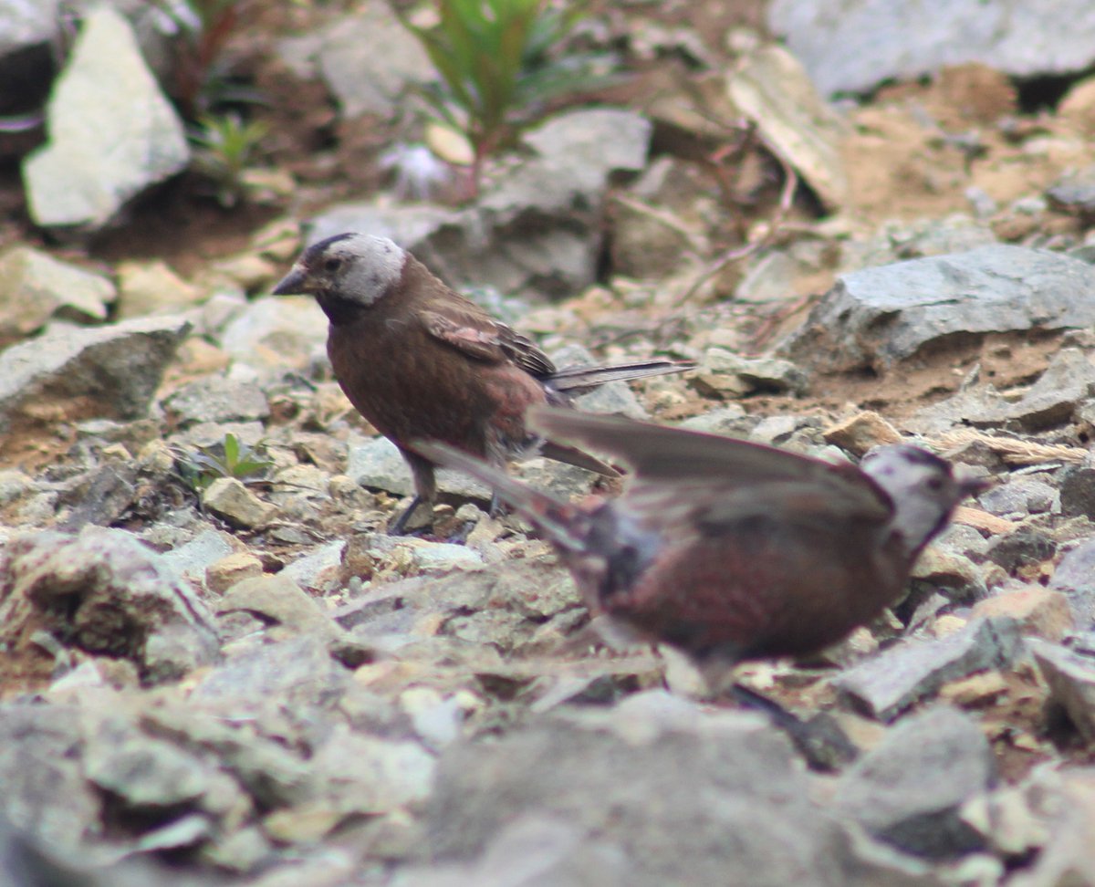Steve Newman (@steevnewman) on Twitter photo Anyone got any ideas as to what this is please? I took the picture yesterday at Dutch Harbour in The Aleutian Islands but it's doing my head in! <a href="/TomCadwallender/">Tom Cadwallender</a> <a href="/SteelySeabirder/">David Steel</a> <a href="/NTBirdClub/">Northumberland & Tyneside Bird Club</a> <a href="/gannetrocks/">Maggie Sheddan</a> <a href="/polyolbion/">Matt Merritt</a> <a href="/BirdWatchingMag/">Bird Watching</a> Can't find it in the field guide! Anyone got any ideas as to what this is please? I took the picture yesterday at Dutch Harbour in The Aleutian Islands but it's doing my head in! <a href="/TomCadwallender/">Tom Cadwallender</a> <a href="/SteelySeabirder/">David Steel</a> <a href="/NTBirdClub/">Northumberland & Tyneside Bird Club</a> <a href="/gannetrocks/">Maggie Sheddan</a> <a href="/polyolbion/">Matt Merritt</a> <a href="/BirdWatchingMag/">Bird Watching</a> Can't find it in the field guide!