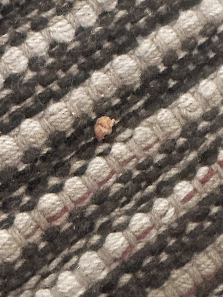 Cholanails's tweet photo. Just checked in last night to the @VirginHotelsLV and our room was so dirty so disappointing since it’s our first time here. A toenail on the carpet!!! 🤮 https://t.co/jUMgorLkMg
