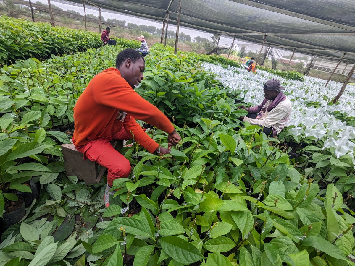 Ruvusha_Israel's tweet image. Hass Avocado grows faster, resist disease, produce more fruit and Handle drought better.