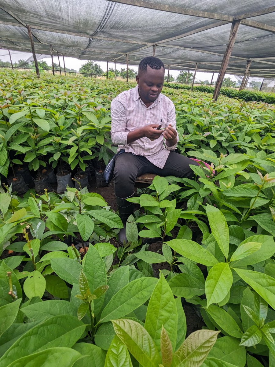 Ruvusha_Israel's tweet image. Hass Avocado grows faster, resist disease, produce more fruit and Handle drought better.