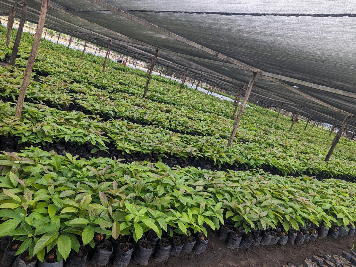 Ruvusha_Israel's tweet image. Hass Avocado grows faster, resist disease, produce more fruit and Handle drought better.