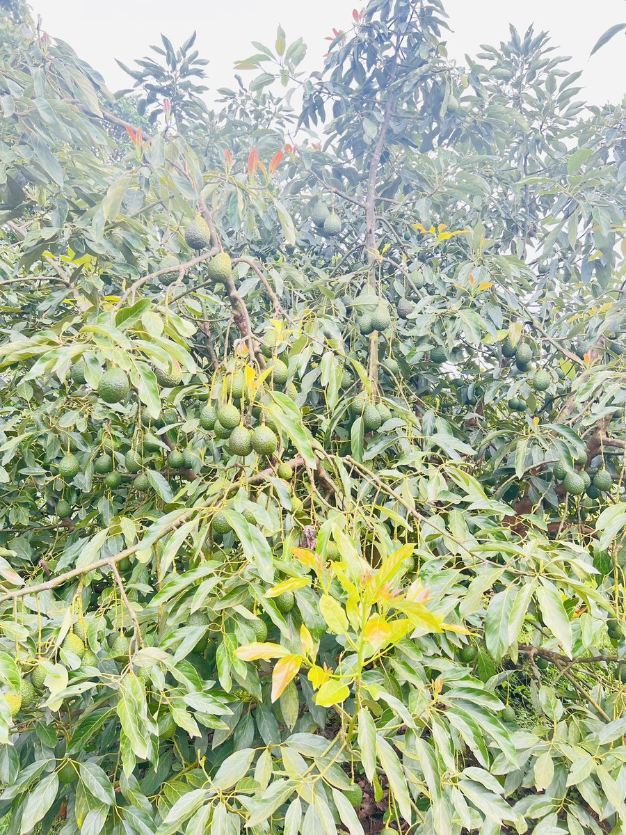 Ruvusha_Israel's tweet image. Hass Avocado grows faster, resist disease, produce more fruit and Handle drought better.
