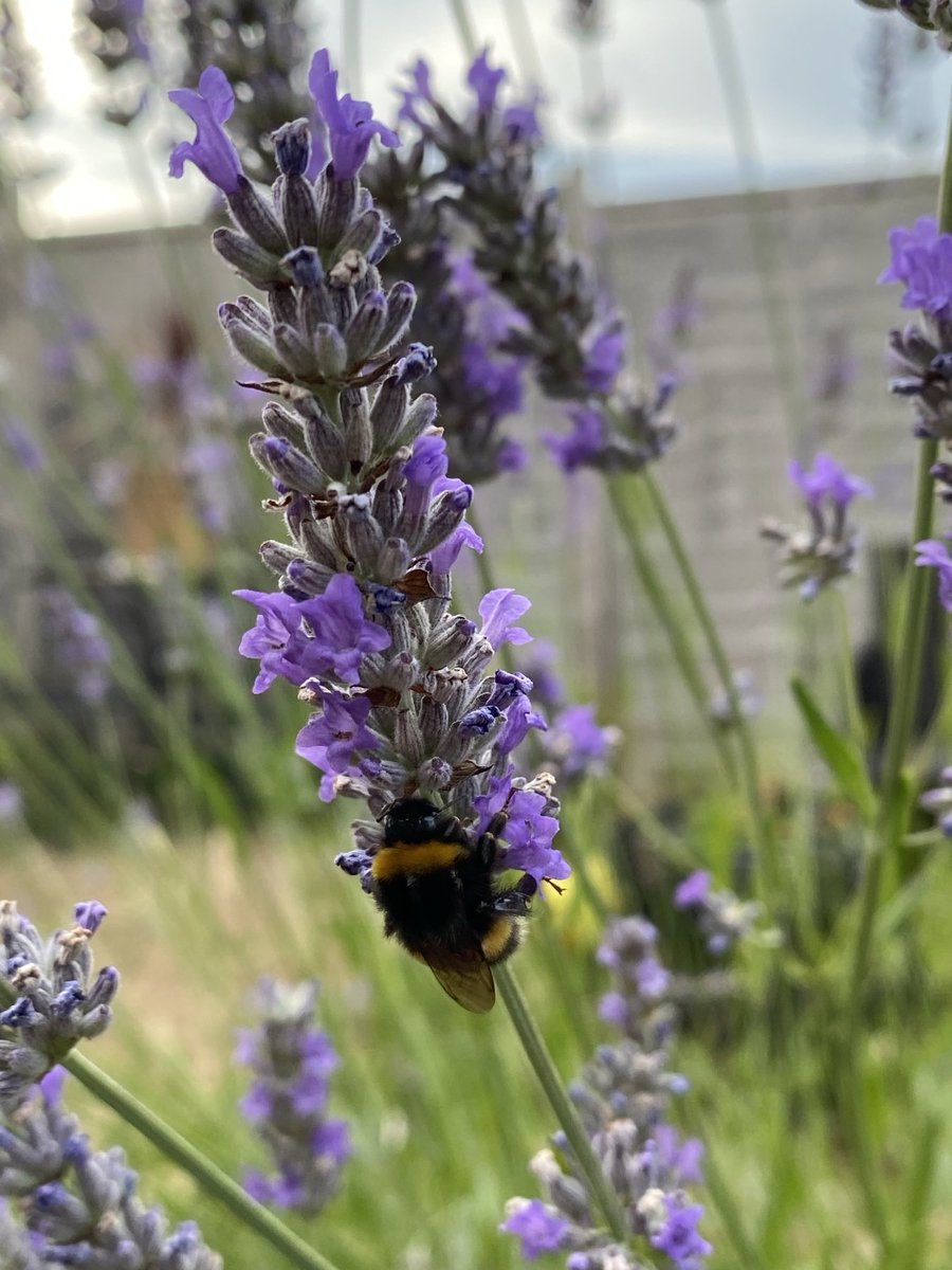 ⁦<a href="/macro_action/">Paul Wright 🇬🇧🇯🇲🇸🇰</a>⁩ a Bumblebee fast asleep on the Lavender plant