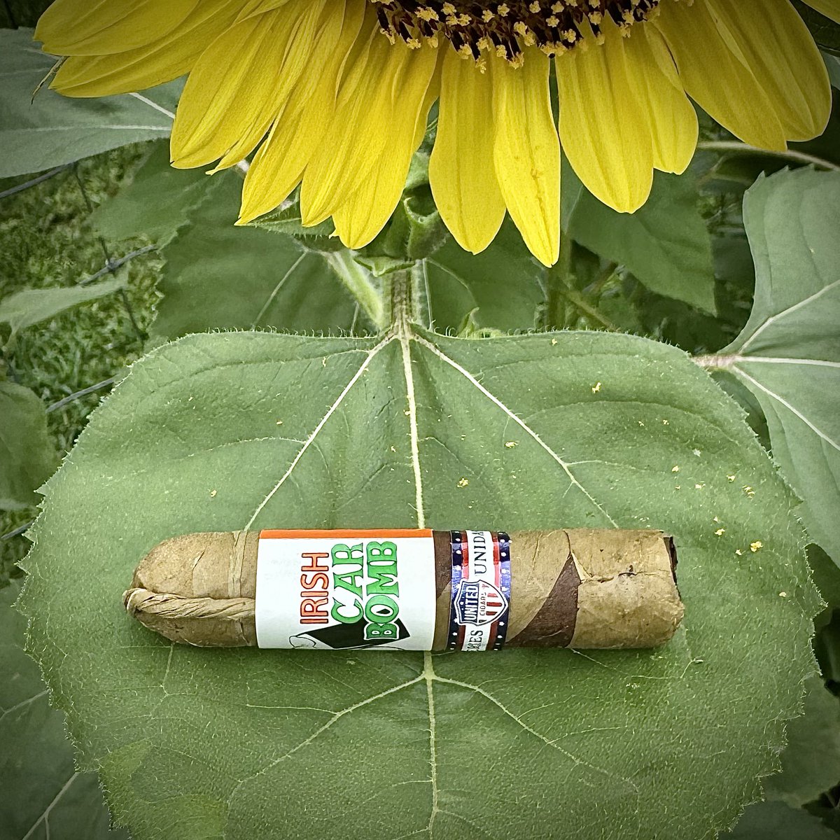 JB (@not_that_jb) on Twitter photo After a short intermission to help a friend move furniture, and a shorter rain delay, I’m back at it. It rained just enough to spoke the humidity but the yard still has to be mowed.
<a href="/UnitedCigars/">United Cigar Group</a> Irish Car Bomb Firecracker After a short intermission to help a friend move furniture, and a shorter rain delay, I’m back at it. It rained just enough to spoke the humidity but the yard still has to be mowed.
<a href="/UnitedCigars/">United Cigar Group</a> Irish Car Bomb Firecracker