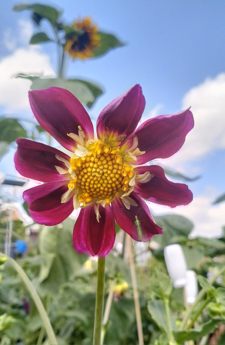 mrtimparr's tweet photo. New dahlia, that's about nine flowering now https://t.co/wlgFI11br5