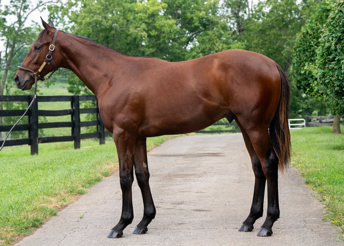 Rose Hill Farm (@taocampo) on Twitter photo Practical Joke/Tryingtolookpretty 2024, Colt. Hip# 157 <a href="/FasigTiptonCo/">Fasig-Tipton</a>
<a href="/WarrendaleSales/">Warrendale Sales</a> Barn 3
<a href="/coolmoreamerica/">Coolmore America</a>
<a href="/TBbyDesign_LLC/">Beth Miller</a>
<a href="/KYTbred/">Kentucky Thoroughbred Association</a>
<a href="/BreedersCup/">Breeders' Cup</a> Nominated. Practical Joke/Tryingtolookpretty 2024, Colt. Hip# 157 <a href="/FasigTiptonCo/">Fasig-Tipton</a>
<a href="/WarrendaleSales/">Warrendale Sales</a> Barn 3
<a href="/coolmoreamerica/">Coolmore America</a>
<a href="/TBbyDesign_LLC/">Beth Miller</a>
<a href="/KYTbred/">Kentucky Thoroughbred Association</a>
<a href="/BreedersCup/">Breeders' Cup</a> Nominated.