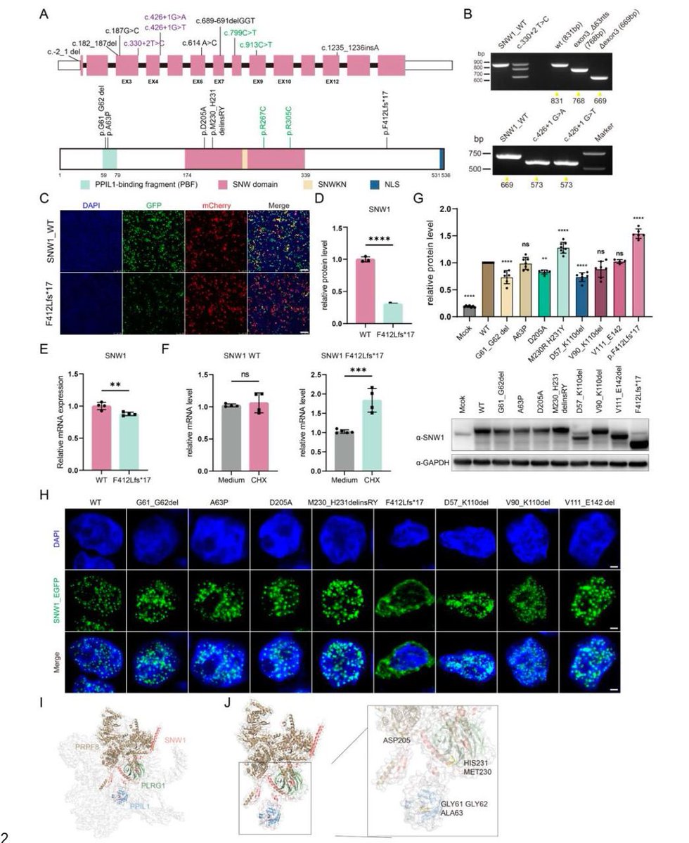 Mutations in spliceosomal gene SNW1 cause neurodevelopment disorders with microcephaly #RareDisease #Genetics #morbidgene jci.org/articles/view/…