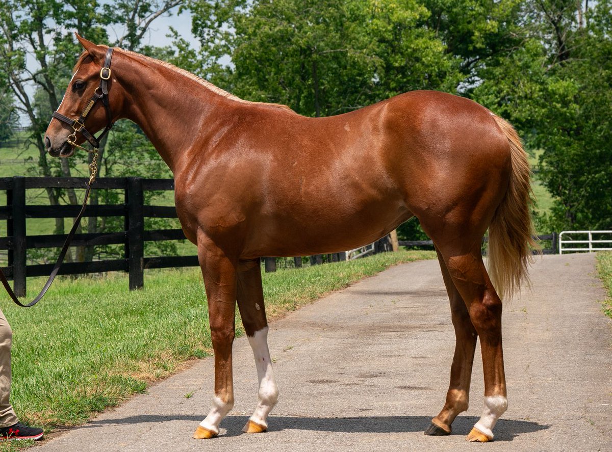 Rose Hill Farm (@taocampo) on Twitter photo Greatest Honour/Great Look 2024, Filly.
Hip# 215 <a href="/FasigTiptonCo/">Fasig-Tipton</a> <a href="/WarrendaleSales/">Warrendale Sales</a> Barn 3
<a href="/spendthriftfarm/">Spendthrift Farm</a>
<a href="/TBbyDesign_LLC/">Beth Miller</a>
<a href="/KYTbred/">Kentucky Thoroughbred Association</a>
<a href="/BreedersCup/">Breeders' Cup</a> Nominated. Greatest Honour/Great Look 2024, Filly.
Hip# 215 <a href="/FasigTiptonCo/">Fasig-Tipton</a> <a href="/WarrendaleSales/">Warrendale Sales</a> Barn 3
<a href="/spendthriftfarm/">Spendthrift Farm</a>
<a href="/TBbyDesign_LLC/">Beth Miller</a>
<a href="/KYTbred/">Kentucky Thoroughbred Association</a>
<a href="/BreedersCup/">Breeders' Cup</a> Nominated.