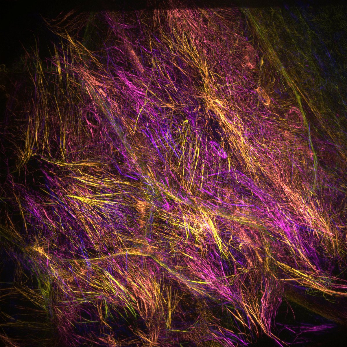 Thomas Mangeat tweet media