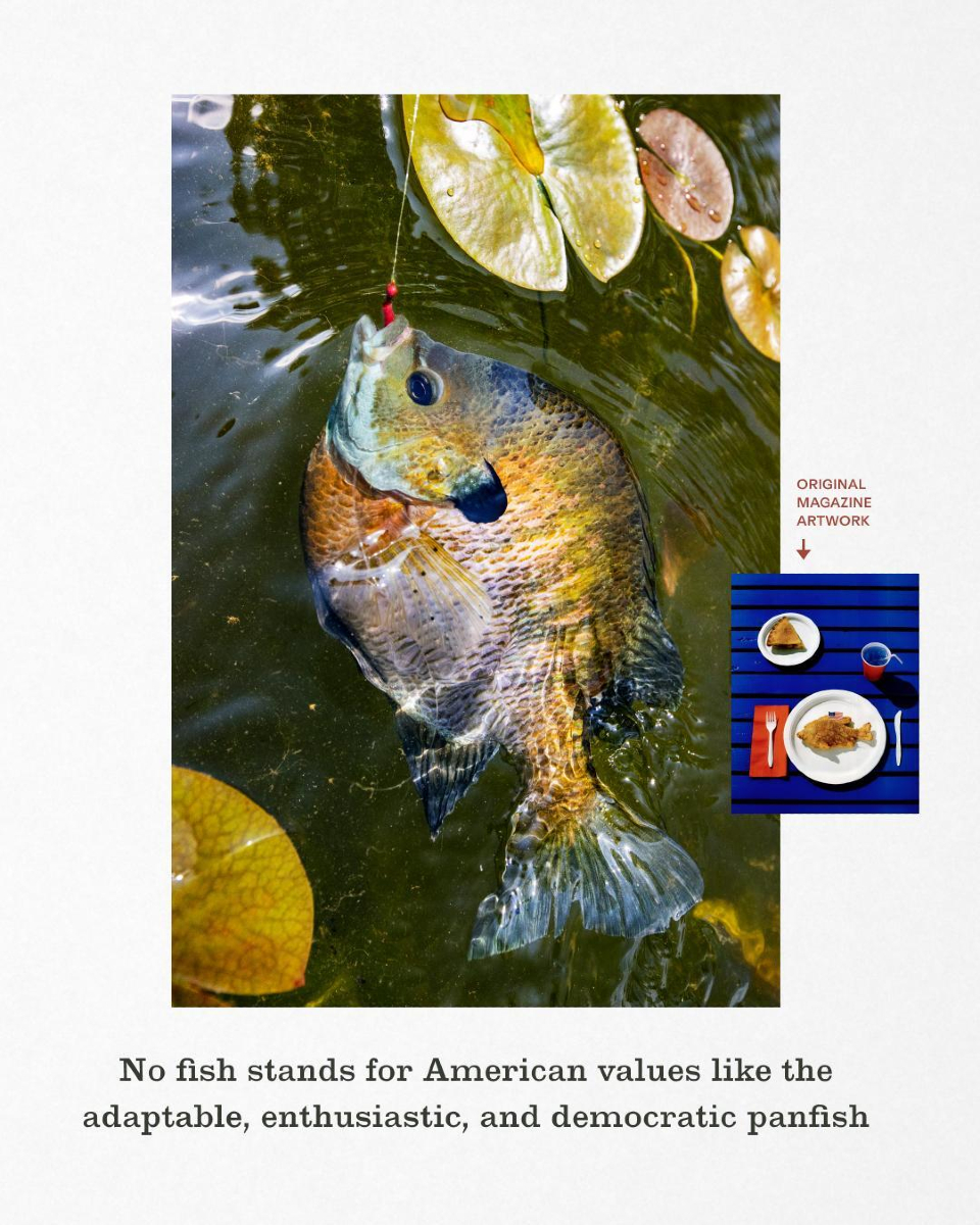FieldandStream's tweet image. We’re raising a rod to the true all-American fish: the panfish. Native to our waters and passed down through generations, they’re bobber-twitching, skillet-sizzling perfection.

Celebrate the red, white, and bluegill 🇺🇸

#FieldandStream #FourthOfJuly #America