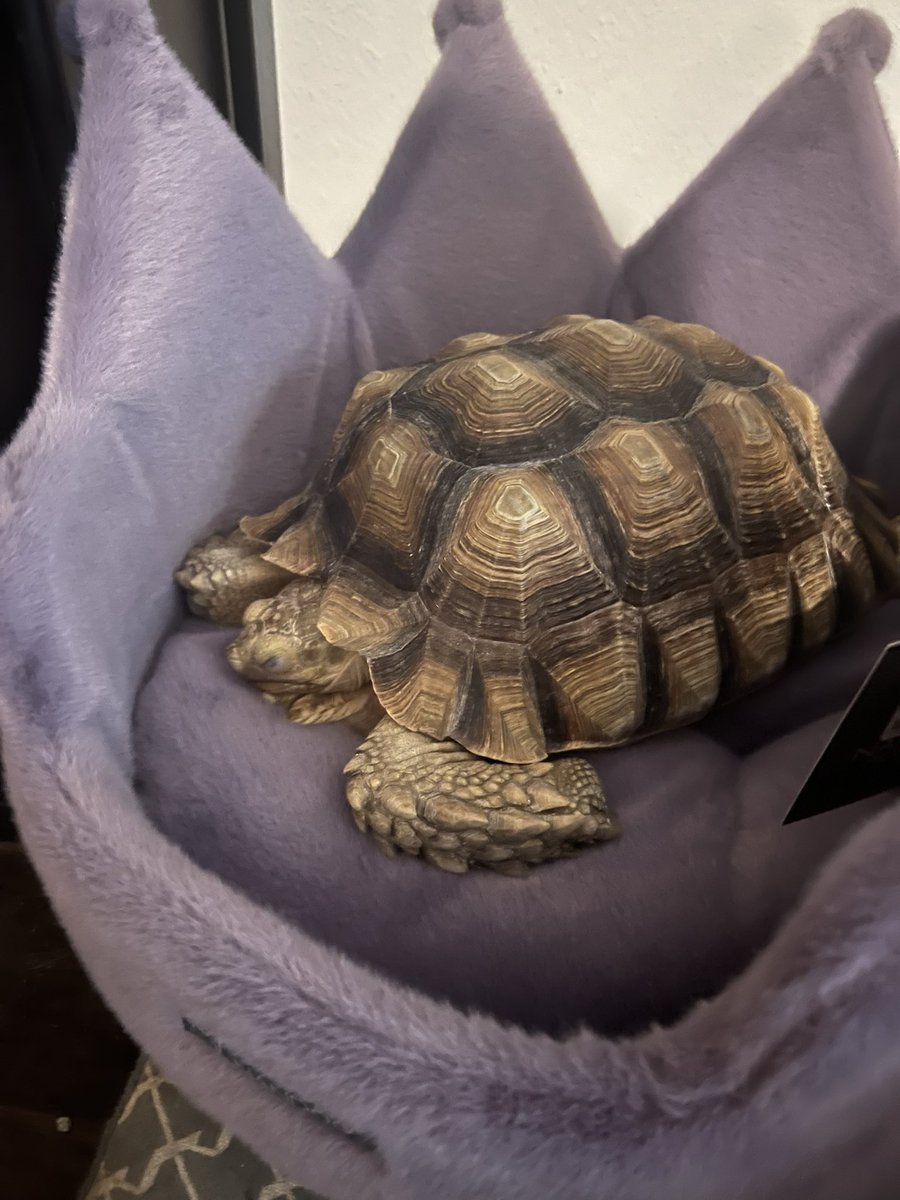 Ruby Flyer tweet media