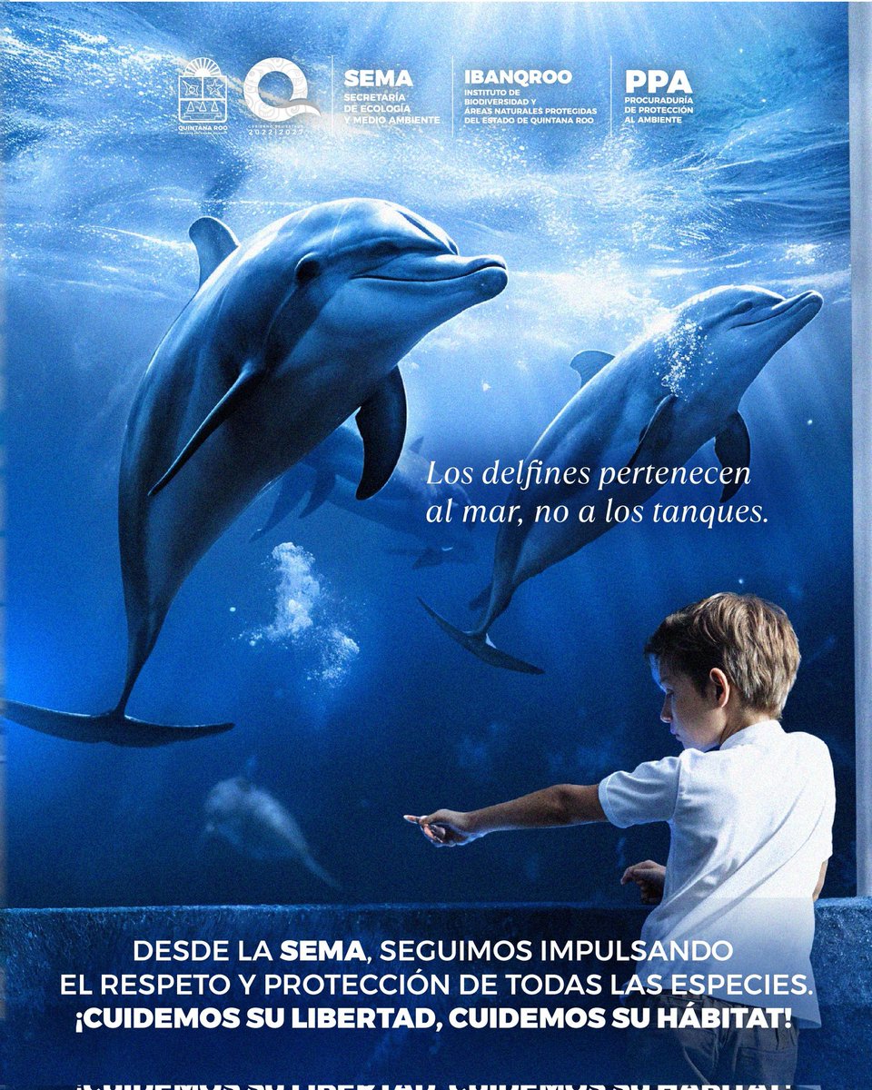 En el Día Mundial de los Delfines en Cautiverio les compartimos esta excelente noticia para impulsar el bienestar animal de estas especies 🐬

Desde la SEMA, seguimos impulsando el respeto y protección de todas las especies.
#ConectarParaTransformar
#UnidosParaTransformar