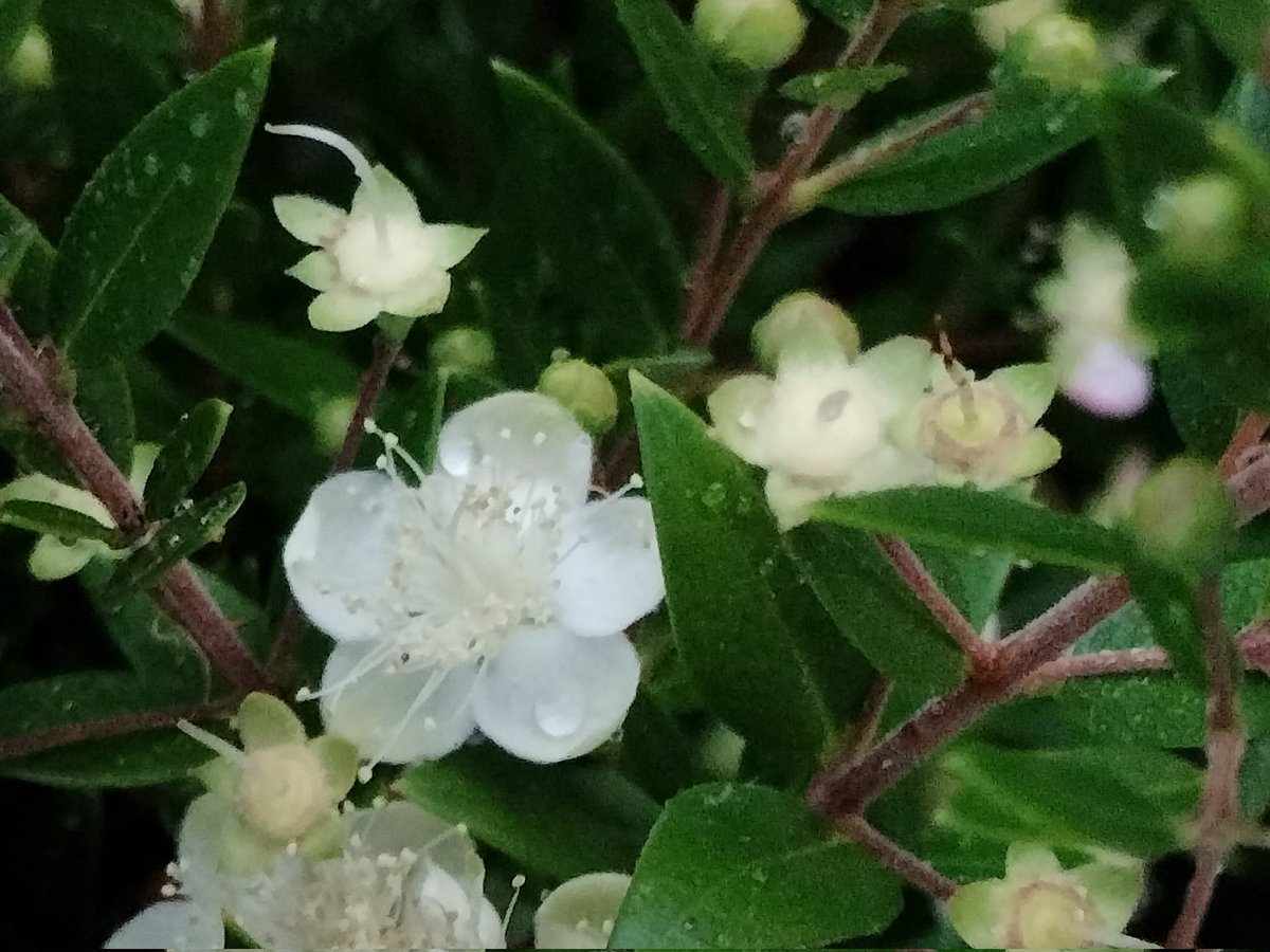 De la myrte au jardin...