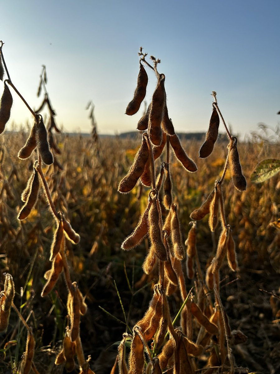 Our Annual Crop Assessment Tour is next month, running from August 25 to September 5! 
This boots on the ground effort helps you, the grower gain real-time insight on yield and plant health. 🌱
Sign-up today: greatlakesgrain.com/2025-Crop-Tour…
#GLGTour2025