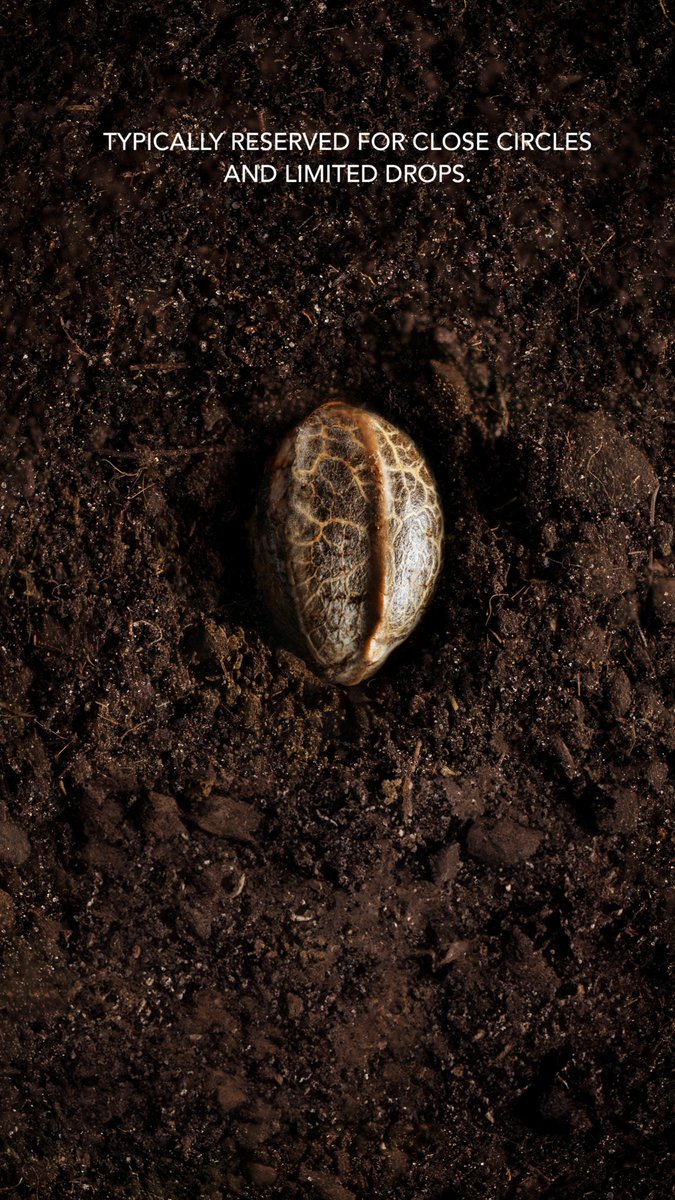 Preferredgarden's tweet image. 🌱Seeds Directly To Your Doorstep shopthegardens.com