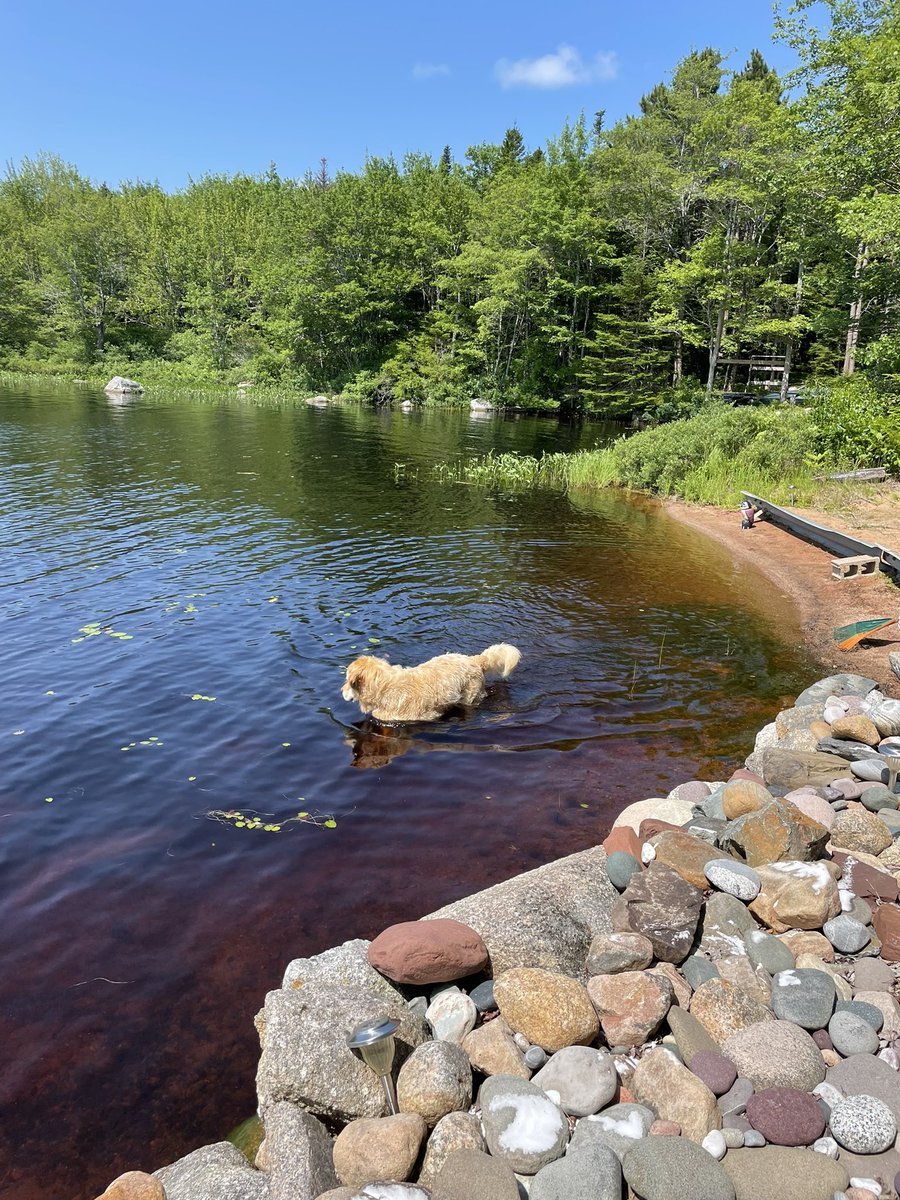 Since mom did something called retired, we went on a vacation. I’m living my best life: I went to George’s house, then I went to some place called Trout lake. I’m tenting, exploring, boating, canoeing,swimming and napping on the couch. Life of Chum.