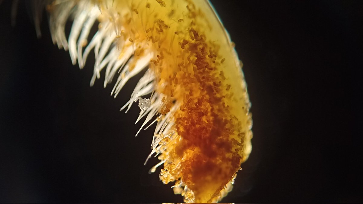 Īsti normāls jau es nav. Bet kā ir, tā ir. 
Vienvārdsakot šis aparāts tagad dzīvos pie manis - Zeiss Axioskop 2. Vecais Radical tagad izskatās pēc bērnu rotaļlietas..
Bildēs Āzijas liliju ziedputekšņi un zirņu zieda drīksna ar putekšņiem.