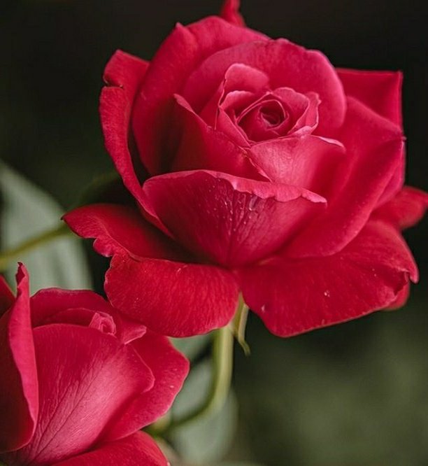 #Osmanlı’da kasaplık sürekli hayvan kesme ve et parçalama üzerine olduğu için merhametleri azalabilir diye #Devlet , 
Altı ayda bir kasapları izne çıkarır ve onların bahçıvanlıkla meşgul olmasını sağlardı . 
Böylece kaybettiği insani duyguları yeniden kazanması sağlanırdı .