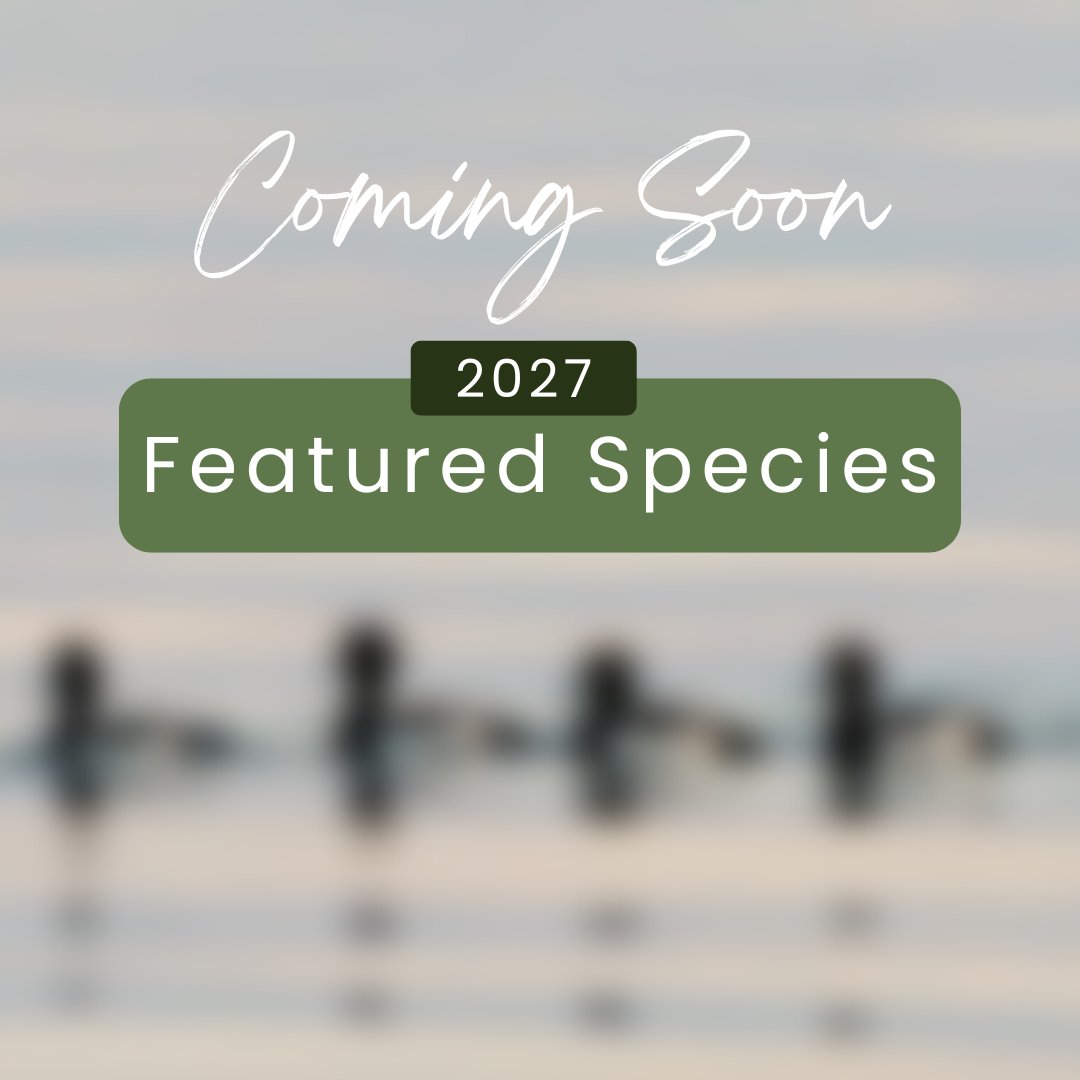 🦆 The 2027 Wildlife Habitat Conservation Stamp featured species will be revealed August 11! Stay tuned!
#DuckStamp #WildlifeHabitatCanada #WHCStampReveal
