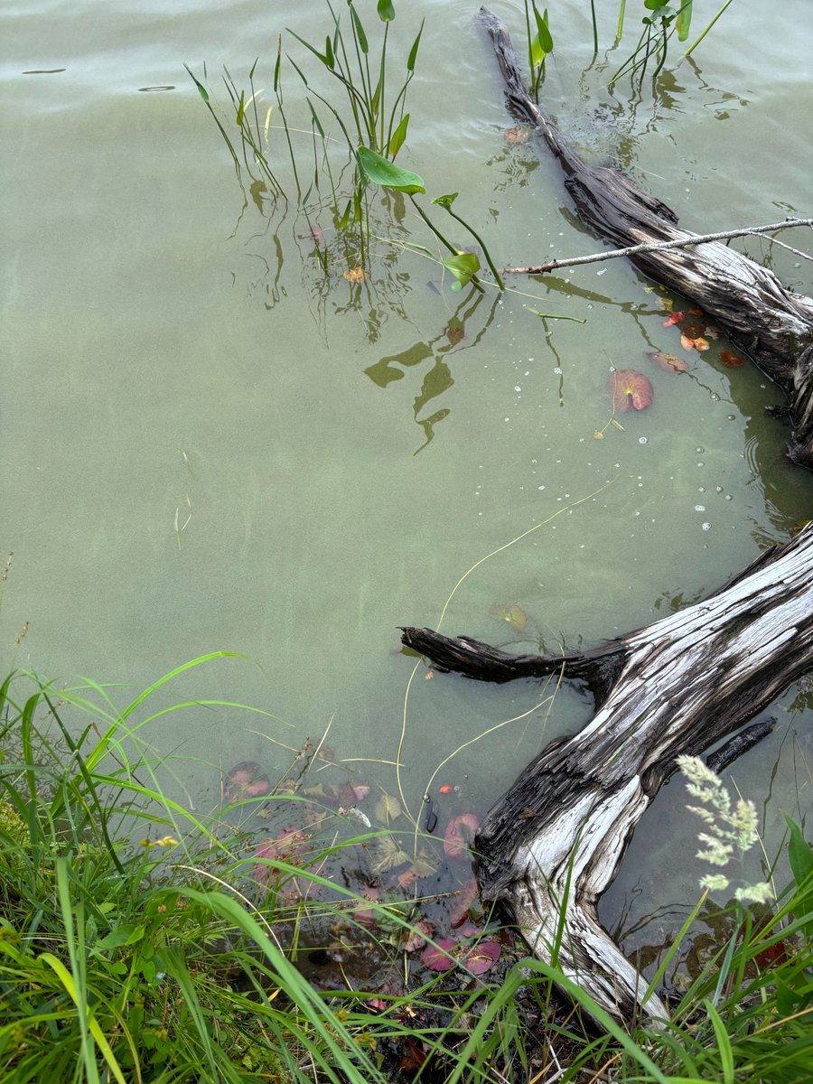 There has been a report of blue-green algae at the following location: Lake Vaughan and Gavels Lake Yarmouth county.
To learn more about blue-green algae and how to stay safe, visit: novascotia.ca/blue-green-alg…