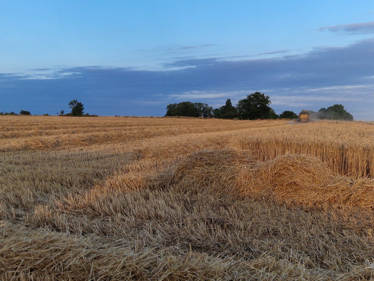 Clap de fin pour les #moissons2025 chez moi et demain pour la cuma. Ça aura été la moisson la plus précoce depuis que je me suis installé. Rendement dans la moyenne, impacté par la sécheresse de juin et les coups de chaud, dommage le potentiel étais supérieur