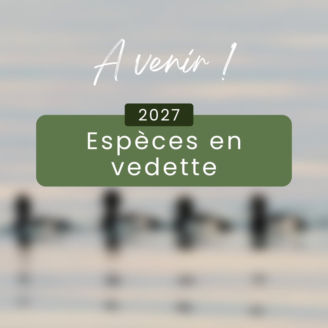🦆 L’espèce vedette du Timbre de conservation 2027 sera dévoilée le 11 août ! Restez à l’affût !
#TimbreCanard #HabitatFauniqueCanada #DévoilementTimbreHFC