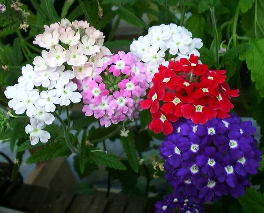 #flowers #photography #summer #happy #haveaniceday 

Happy Saturday ❤️ 🌺🫶🏻😃👍