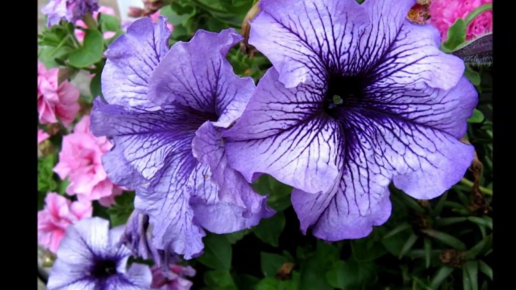 #flowers #photoraphy #summer #happy #haveaniceday 

Have a Nice Day ❤️ ☀️🫶🏻😍👍