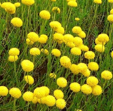 WistfulCass's tweet image. What a lovely idea, using one of the many varieties of #Santolina as an alternative to #BoxHedging

NB: It seems to need virtually no maintenance - so we can focus on our favourite flowers &amp;amp; vegetables

#GardenersWorld