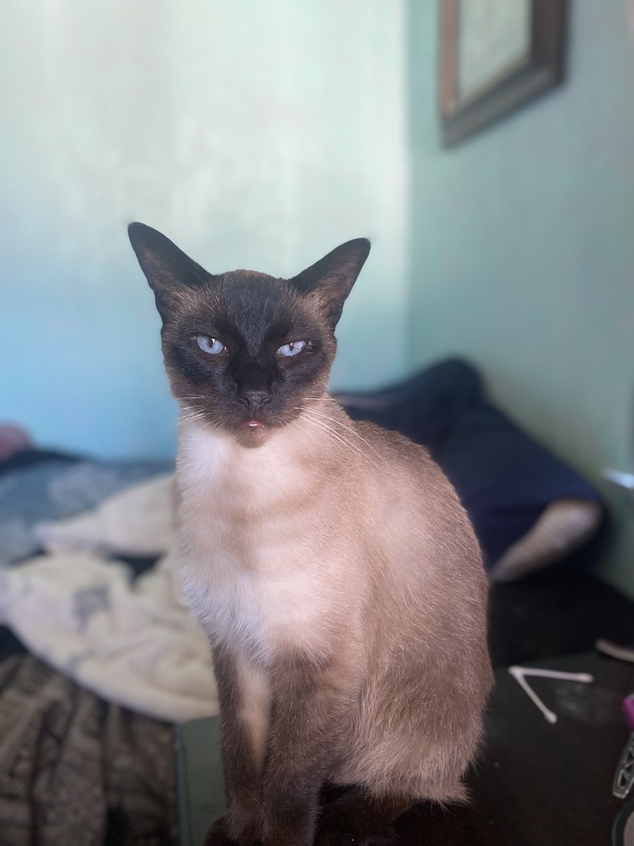 Hi Friends I just helped Mommy with my Amazon Wish list we are blessed and grateful for all the love &amp; support. <a href="/CandyLiggett/">Candy Liggett 🐾</a> 

amazon.com/hz/wishlist/dl…