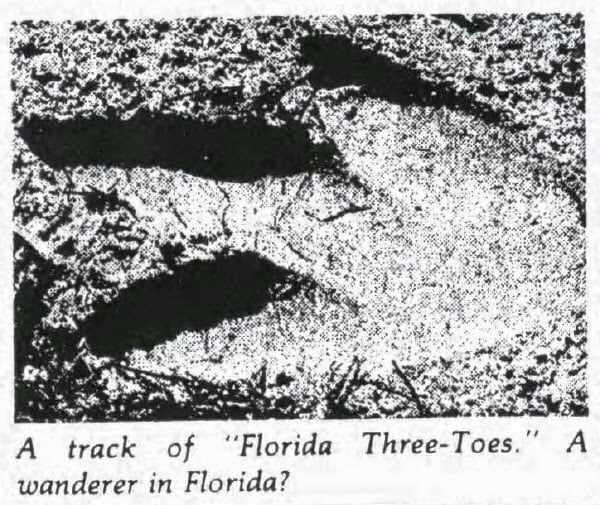 CriminalShow's tweet image. “If it is anything dangerous, then we should be warned. I’ve never seen anything like it.” Today, the mystery behind the unidentifiable tracks that appeared on Florida beaches for a decade: buff.ly/DJ1dTu8