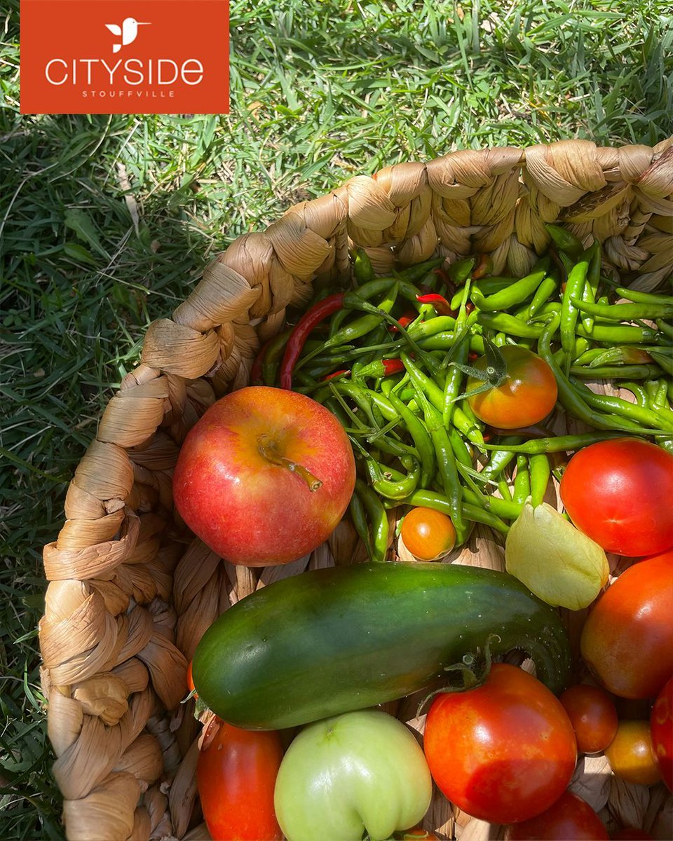 NOW OPEN - Minutes away from 36' &amp; 40' singles at Cityside, discover freshly baked pies, local produce, flowers, and more at Reesor's Market.

EARLY MOVE-IN HOMES AVAILABLE. Up to 6 month closings. Contact our sales team to learn more. bluesky@fieldgatehomes.com