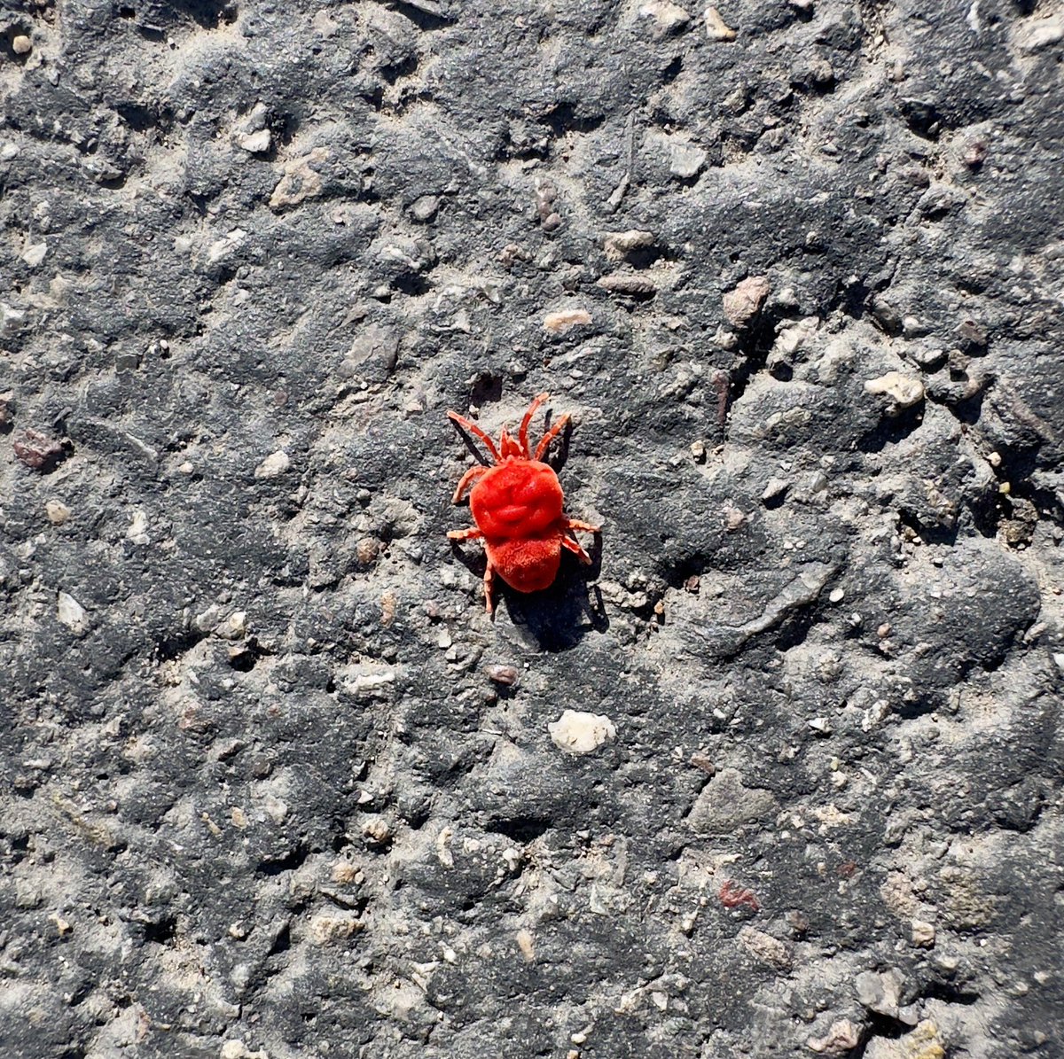 rosenwald_eric's tweet image. These stunningly red mites were all over the #TumamocHill path in  #tucson #Arizona today. 

Likely because yesterday we had one of the first monsoon storms of the season

Giant red velvet mite - Dinothrombium magnificum