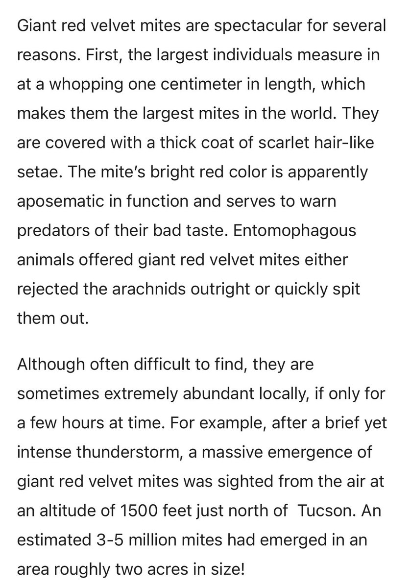 rosenwald_eric's tweet image. These stunningly red mites were all over the #TumamocHill path in  #tucson #Arizona today. 

Likely because yesterday we had one of the first monsoon storms of the season

Giant red velvet mite - Dinothrombium magnificum