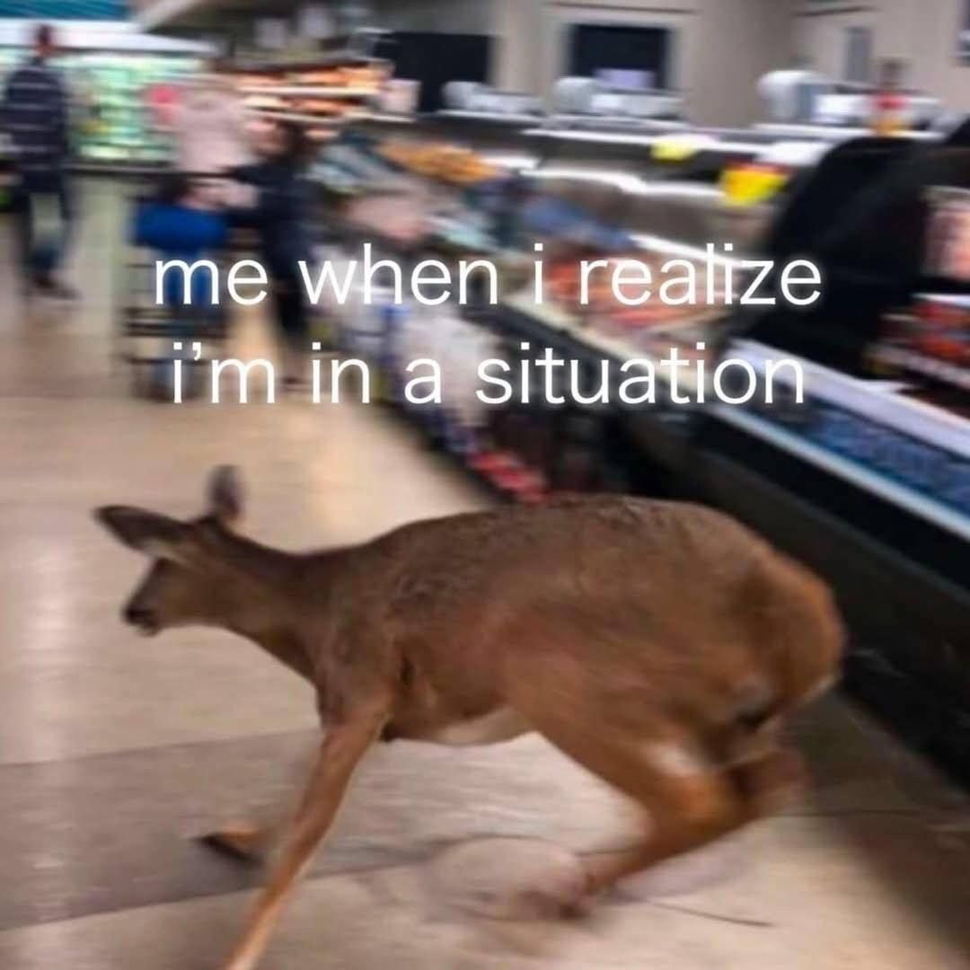 out of context deer (@contextdeers) on Twitter photo 
