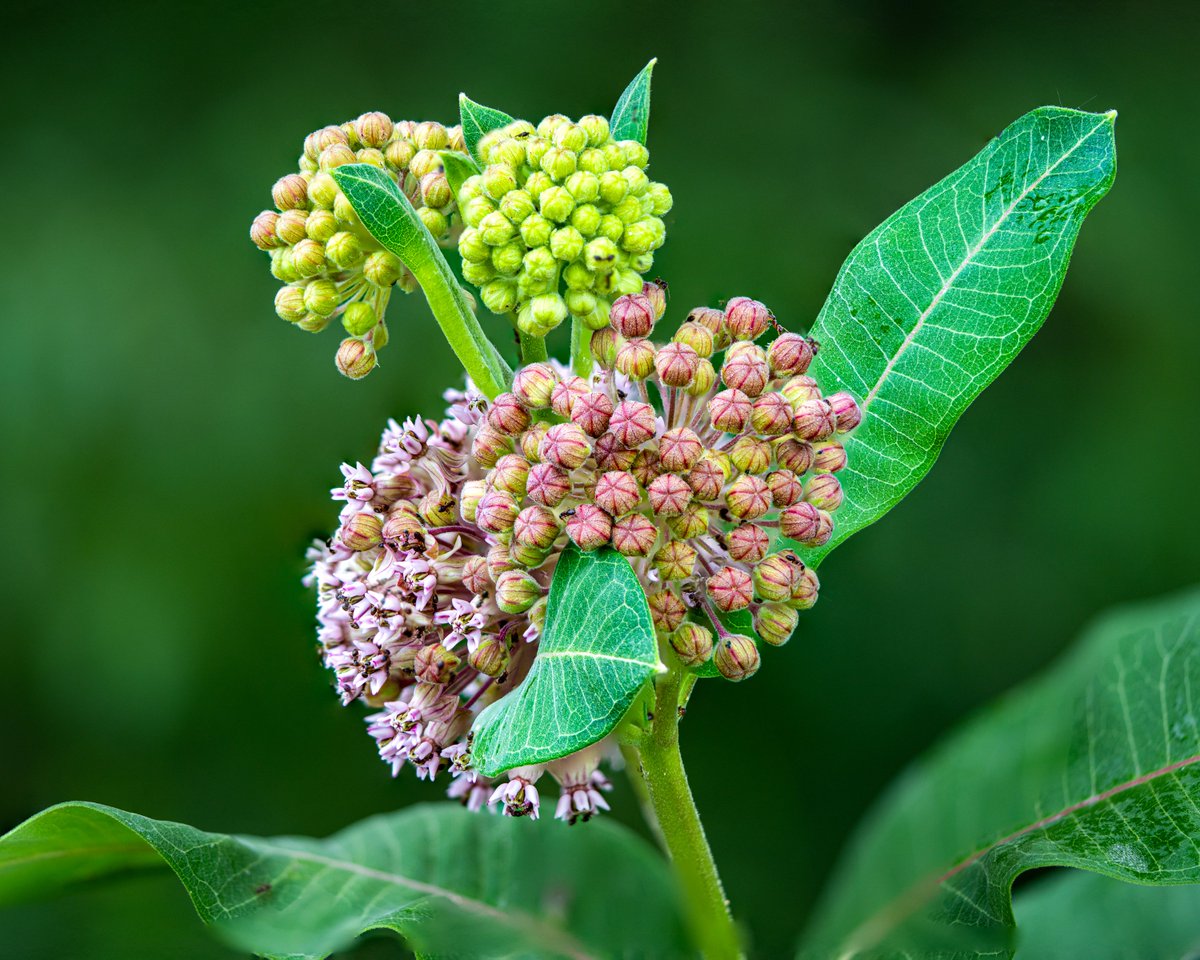 planetbomba's tweet photo. Hot, humid, cloudy, and still? That’s your cue to go low. 🌿📸
Wildflowers, seed heads, and grasses come alive in soft light just inches above the ground.

Ground-level beauty is real—if you know when to look. https://t.co/1ScroHvLyY