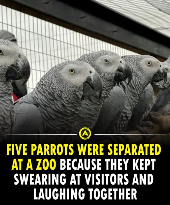 GvCfbFXW4AAbCTc?format=jpg&name=small