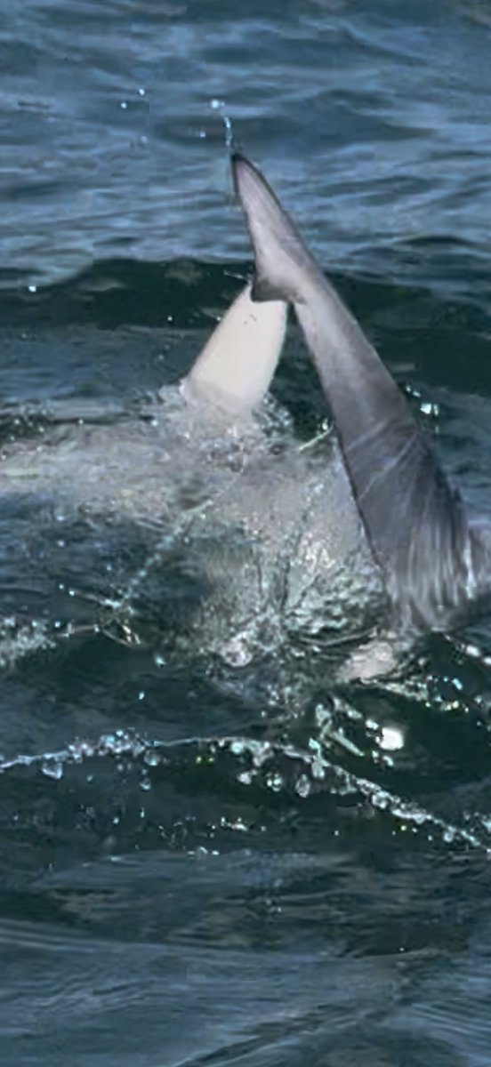 JBird382's tweet image. Went Fishing and it’s a brown shark