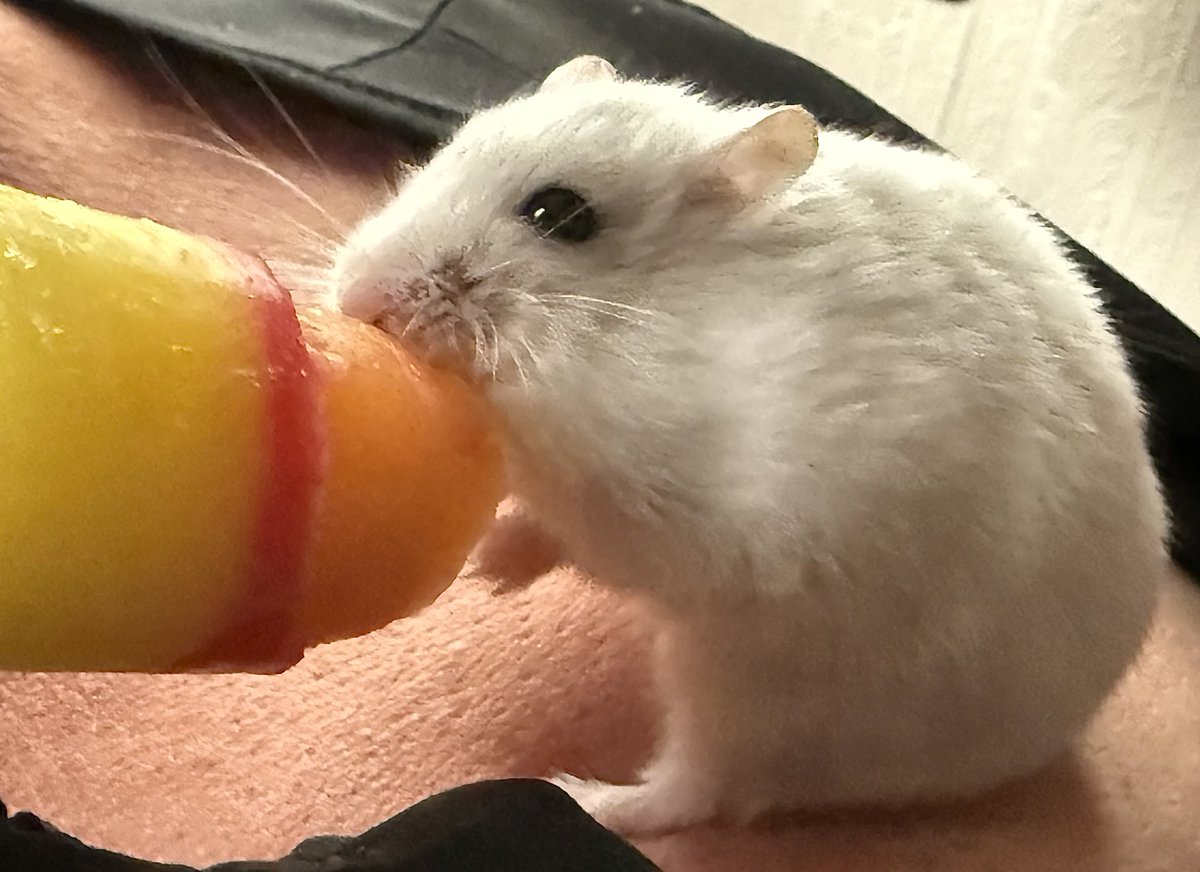Ernie, my daughter’s hamster, currently enjoying a Rowntree’s Fruit Pastille ice lolly.