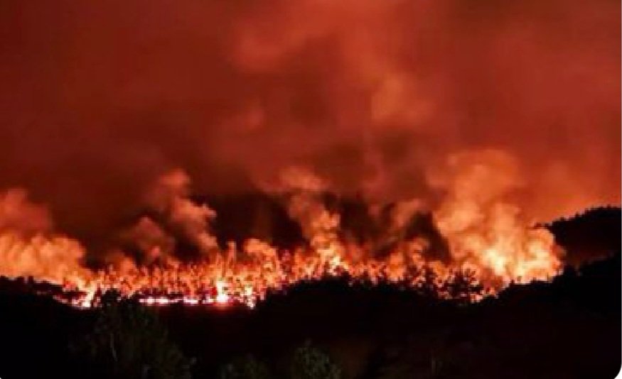 İzmir'in dağlarında çiçekler açmıyor artık 😥
